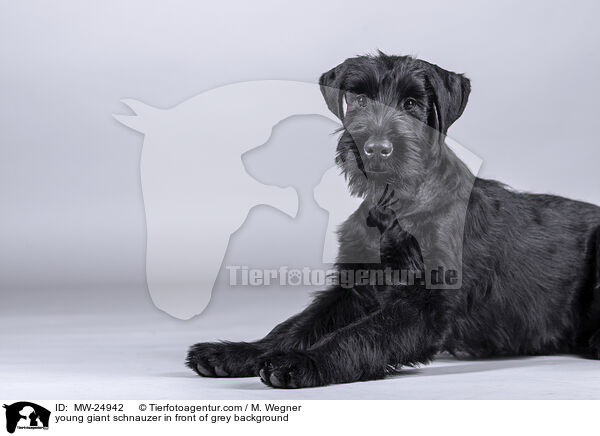 young giant schnauzer in front of grey background / MW-24942