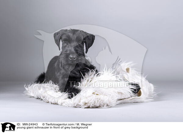 young giant schnauzer in front of grey background / MW-24943
