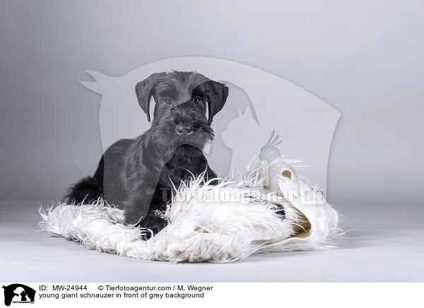 young giant schnauzer in front of grey background / MW-24944