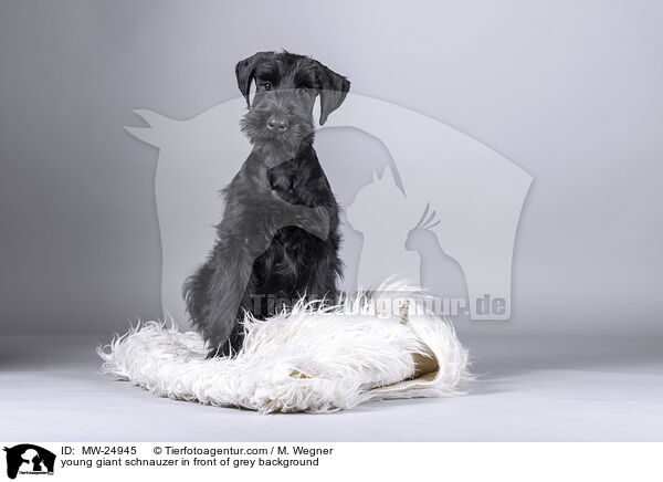 young giant schnauzer in front of grey background / MW-24945