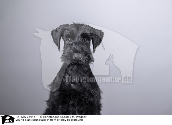 young giant schnauzer in front of grey background / MW-24946