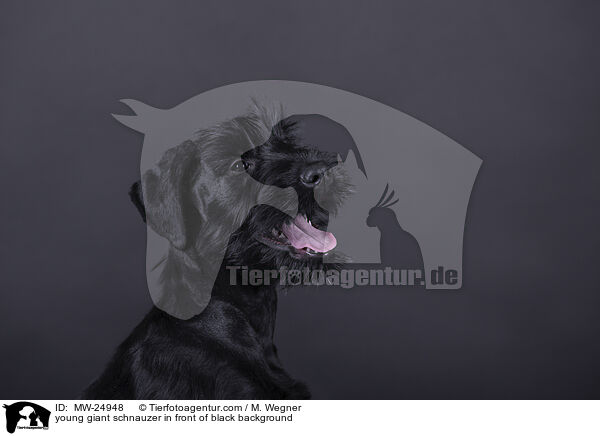 young giant schnauzer in front of black background / MW-24948