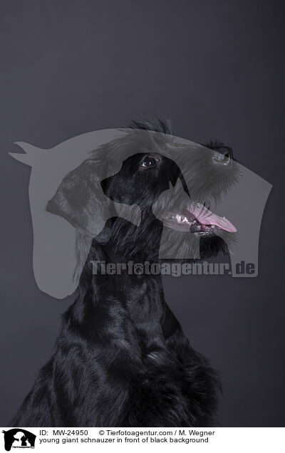young giant schnauzer in front of black background / MW-24950