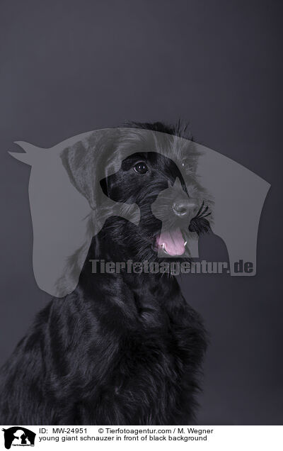 young giant schnauzer in front of black background / MW-24951