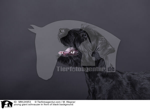 young giant schnauzer in front of black background / MW-24953