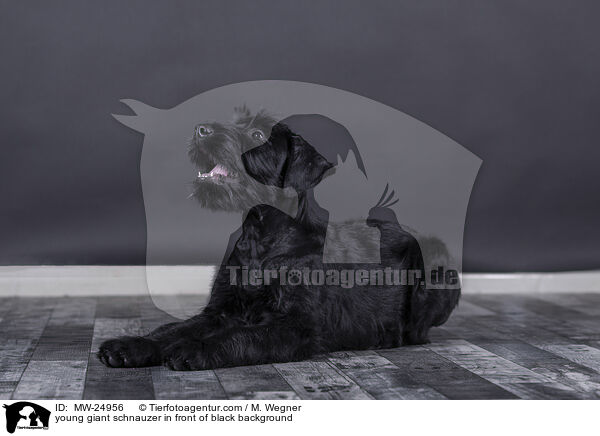 young giant schnauzer in front of black background / MW-24956