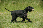 Giant Schnauzer