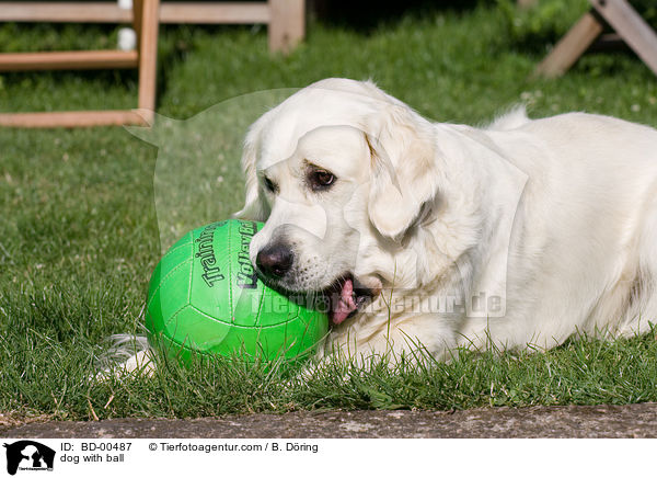 dog with ball / BD-00487