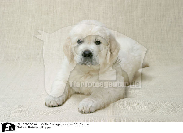 Golden Retriever Puppy / RR-07634