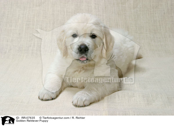 Golden Retriever Puppy / RR-07635