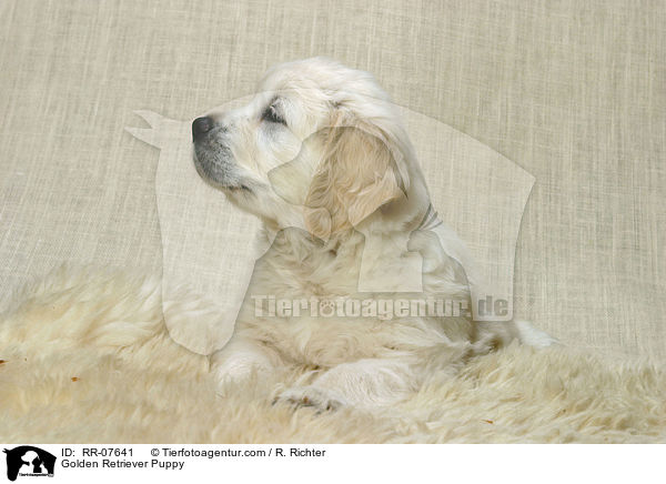 Golden Retriever Puppy / RR-07641