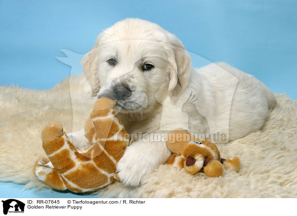 Golden Retriever Puppy / RR-07645