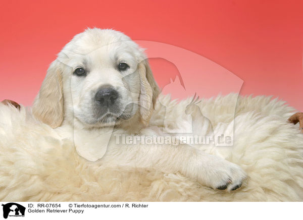 Golden Retriever Puppy / RR-07654