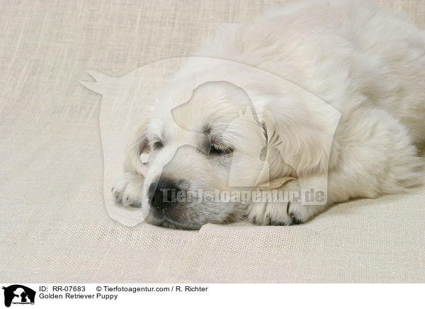 Golden Retriever Puppy / RR-07683