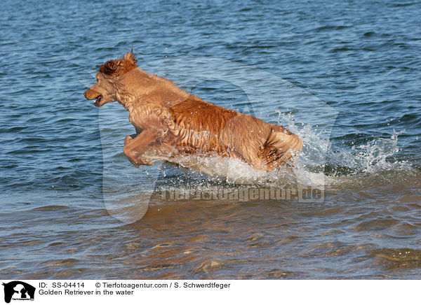 Golden Retriever in the water / SS-04414