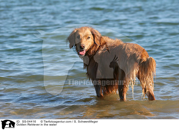 Golden Retriever in the water / SS-04416