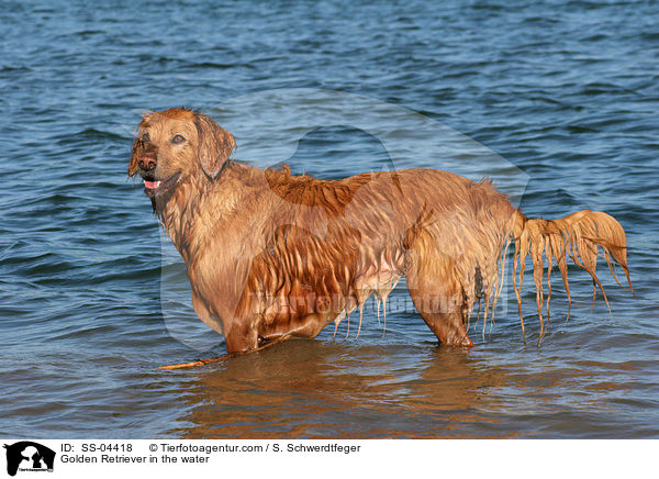 Golden Retriever in the water / SS-04418