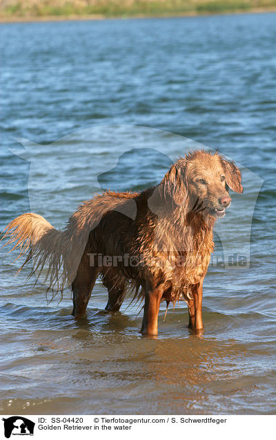 Golden Retriever in the water / SS-04420