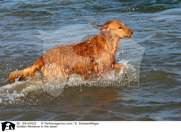 Golden Retriever in the water / SS-04423