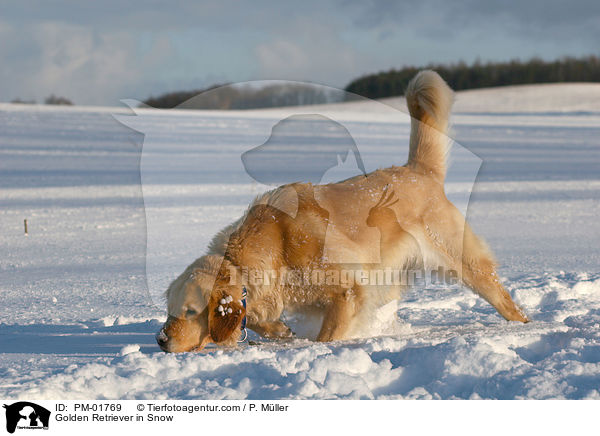 Golden Retriever in Snow / PM-01769
