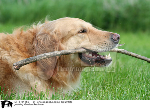 gnawing Golden Retriever / IF-01155
