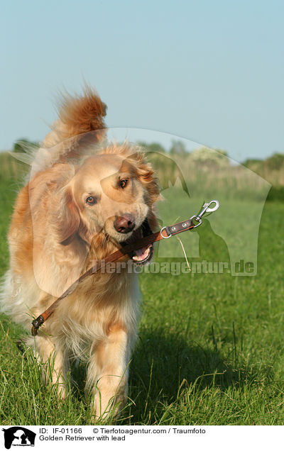 Golden Retriever with lead / IF-01166