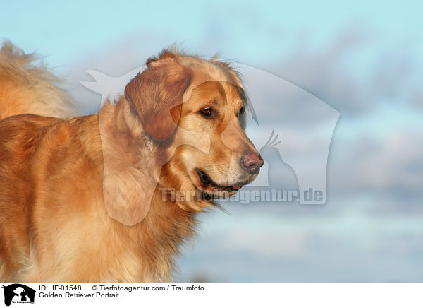 Golden Retriever Portrait / Golden Retriever Portrait / IF-01548