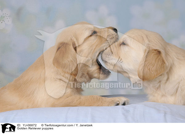 Golden Retriever puppies / YJ-06872