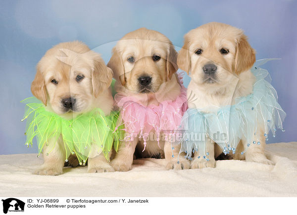 Golden Retriever puppies / YJ-06899