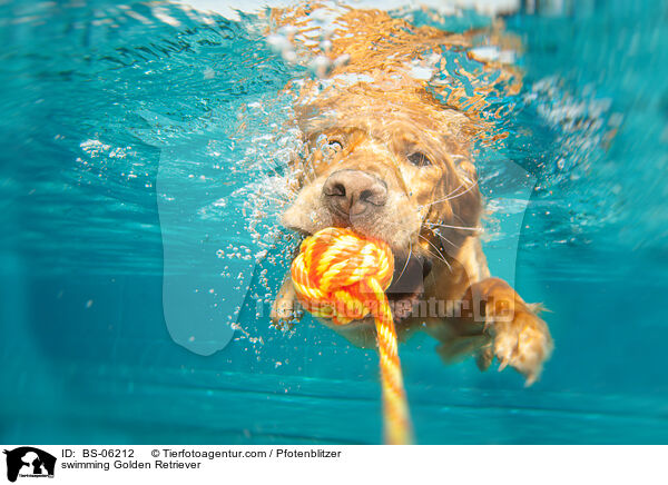 swimming Golden Retriever / BS-06212