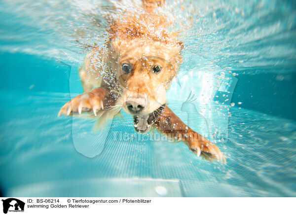 swimming Golden Retriever / BS-06214