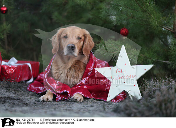 Golden Retriever with christmas decoration / KB-06781