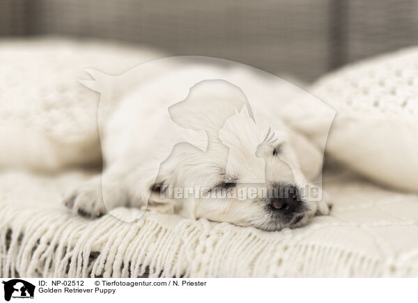 Golden Retriever Puppy / NP-02512
