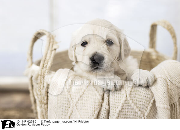 Golden Retriever Puppy / NP-02535