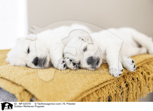 Golden Retriever Puppies / NP-02578