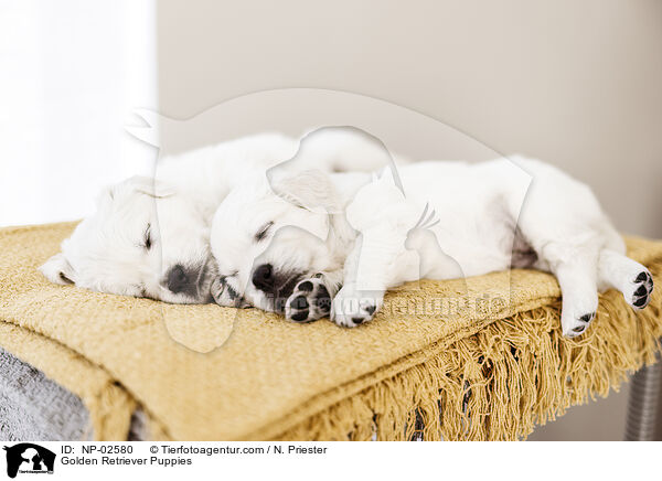 Golden Retriever Puppies / NP-02580