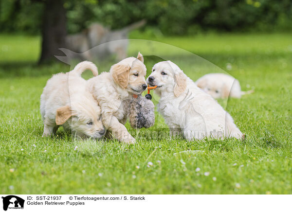 Golden Retriever Puppies / SST-21937