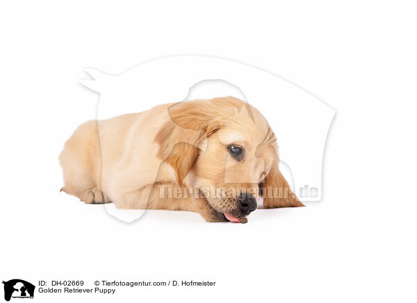 Golden Retriever Puppy / DH-02669