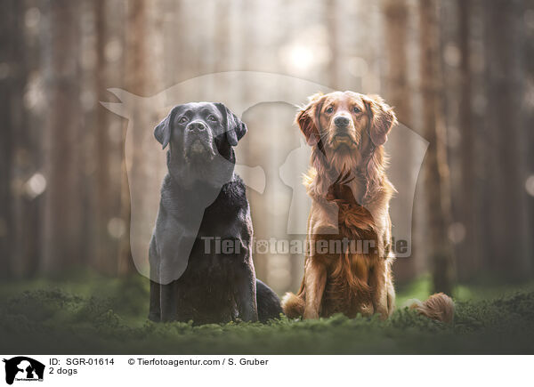 2 dogs / SGR-01614