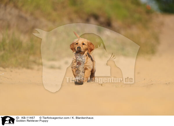 Golden Retriever Puppy / KB-11467