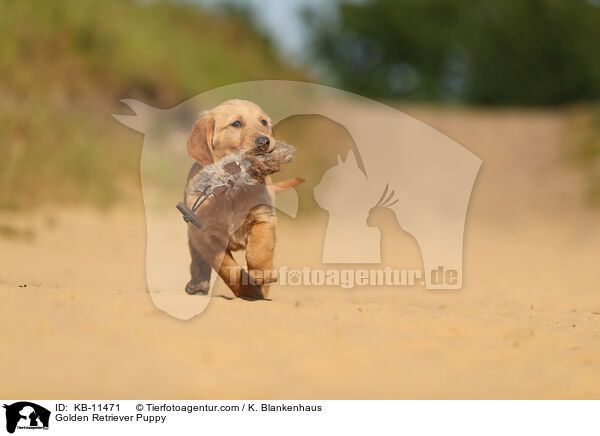 Golden Retriever Puppy / KB-11471