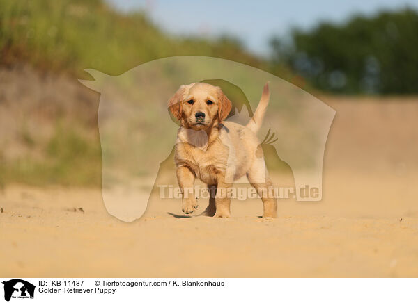 Golden Retriever Puppy / KB-11487