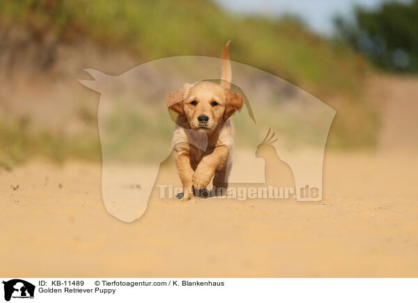 Golden Retriever Puppy / KB-11489