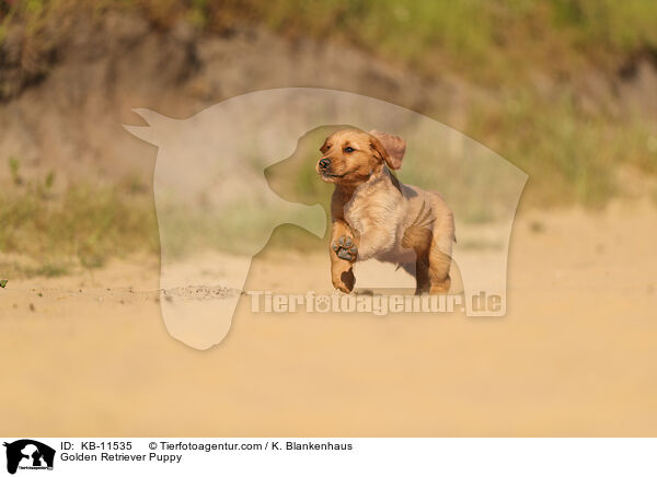 Golden Retriever Puppy / KB-11535