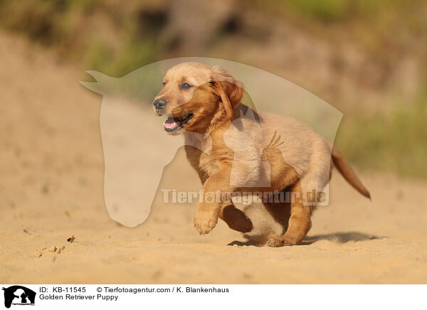 Golden Retriever Puppy / KB-11545