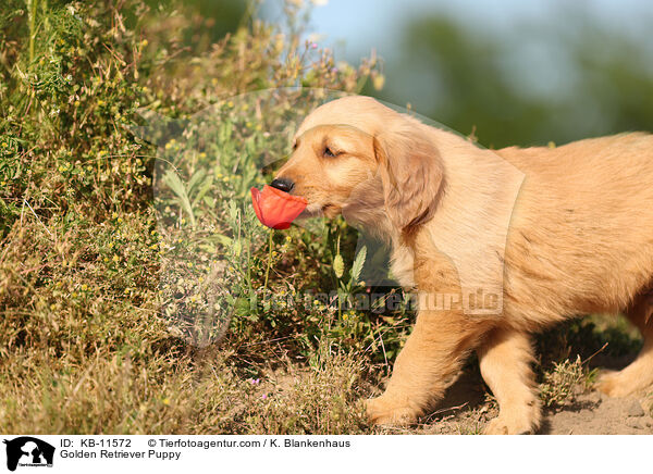 Golden Retriever Puppy / KB-11572