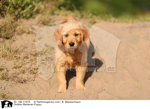 Golden Retriever Puppy / KB-11575