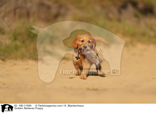 Golden Retriever Welpe / Golden Retriever Puppy / KB-11589