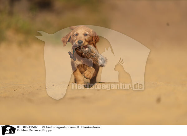 Golden Retriever Puppy / KB-11597