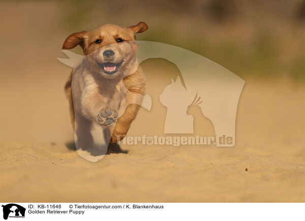 Golden Retriever Puppy / KB-11646